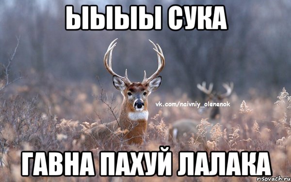 ыыыы сука гавна пахуй лалака, Мем  Наивный Олененок