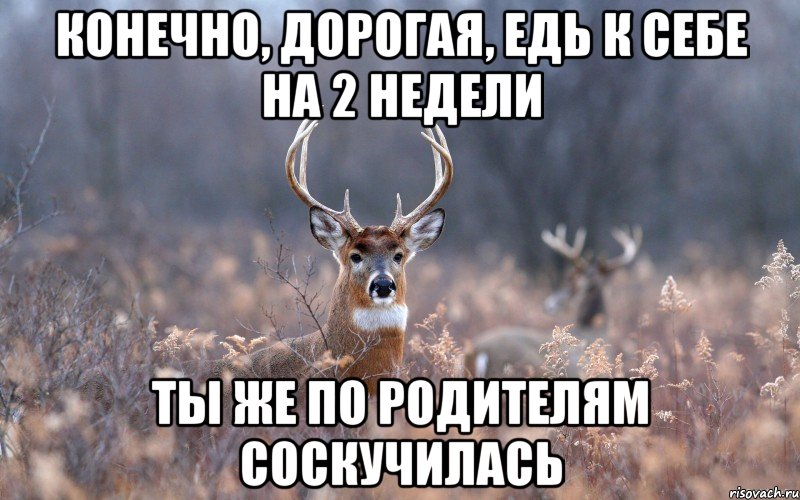 Конечно, дорогая, едь к себе на 2 недели ты же по родителям соскучилась, Мем   Наивный олень