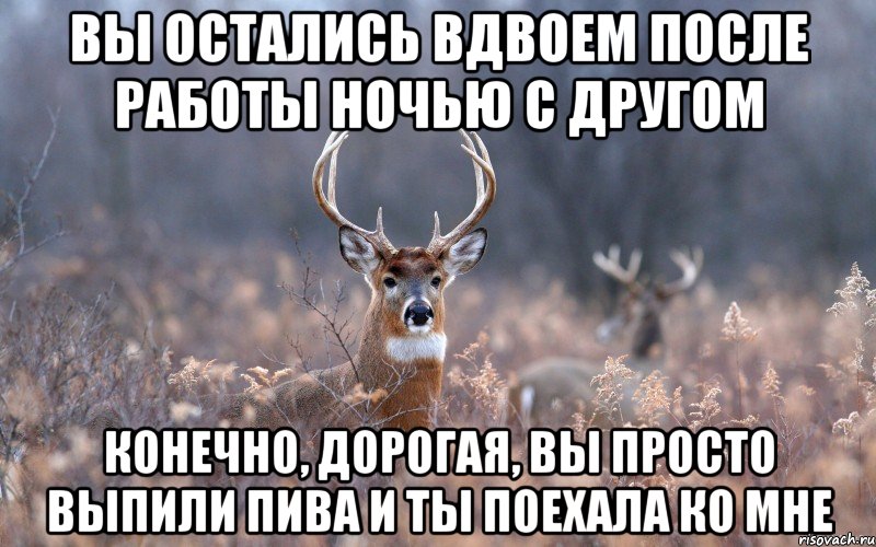 Вы остались вдвоем после работы ночью с другом Конечно, дорогая, вы просто выпили пива и ты поехала ко мне, Мем   Наивный олень