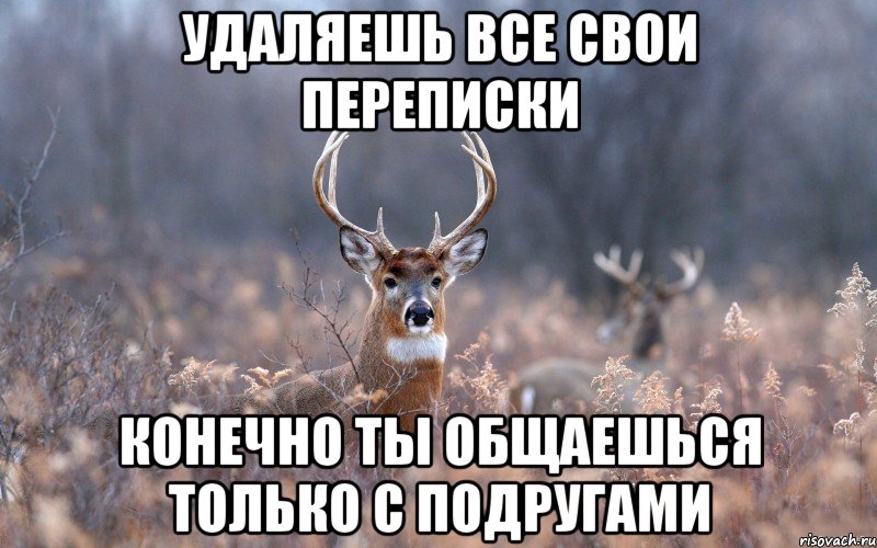 удаляешь все свои переписки конечно ты общаешься только с подругами, Мем   Наивный олень