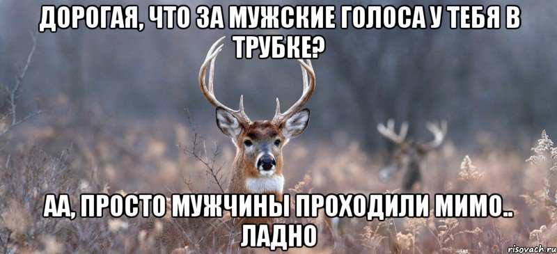 Дорогая, что за мужские голоса у тебя в трубке? Аа, просто мужчины проходили мимо.. Ладно, Мем   Наивный олень