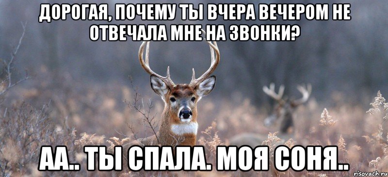 Дорогая, почему ты вчера вечером не отвечала мне на звонки? Аа.. ты спала. моя соня.., Мем   Наивный олень