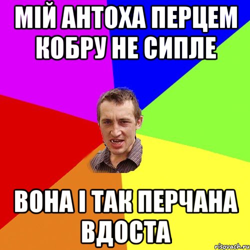 мій антоха перцем кобру не сипле вона і так перчана вдоста, Мем Чоткий паца