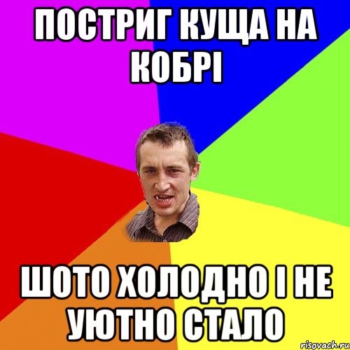 Постриг куща на кобрі Шото холодно і не уютно стало, Мем Чоткий паца