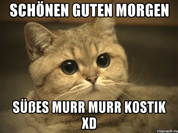 Schönen guten morgen Süßes Murr murr kostik XD, Мем Пидрила ебаная котик