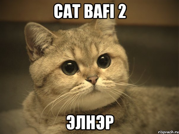 CAT BAFI 2 ЭЛНЭР, Мем Пидрила ебаная котик