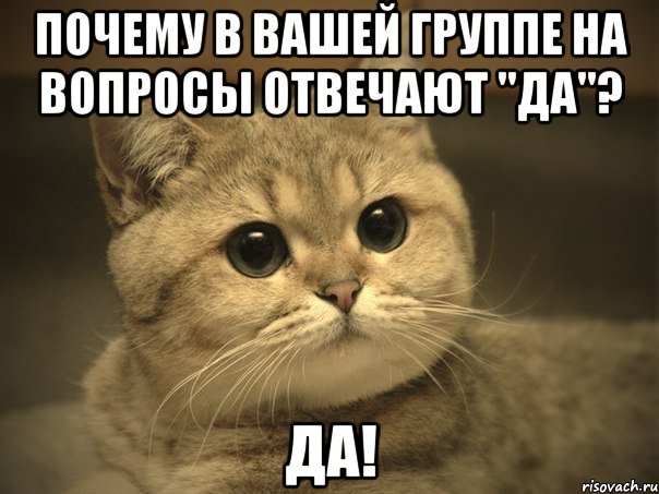 Почему в вашей группе на вопросы отвечают "да"? Да!, Мем Пидрила ебаная котик