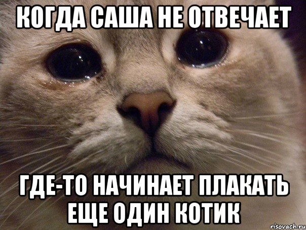 Когда Саша не отвечает Где-то начинает плакать еще один котик, Мем   В мире грустит один котик