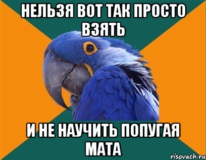 Нельзя вот так просто взять И не научить попугая мата, Мем Попугай параноик