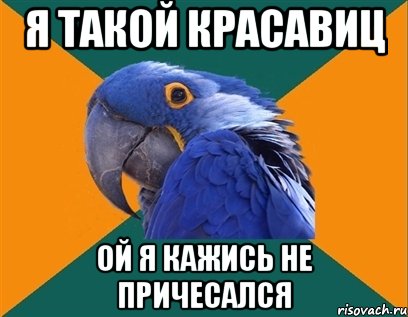 я такой красавиц ой я кажись не причесался, Мем Попугай параноик