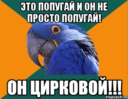 это попугай и он не просто попугай! он цирковой!!!, Мем Попугай параноик