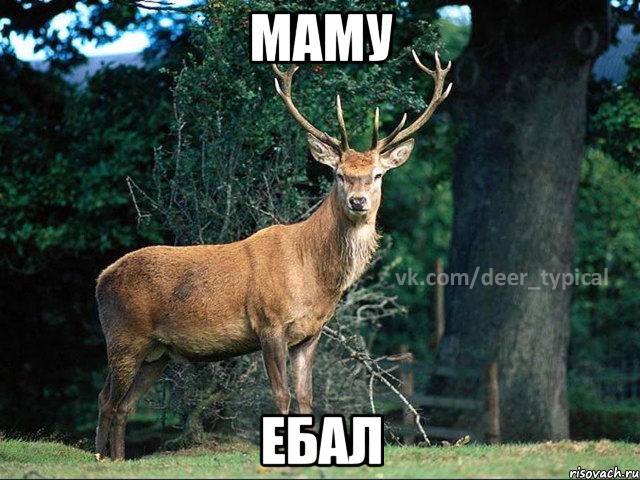 маму ебал, Мем Паблик Типичный олень