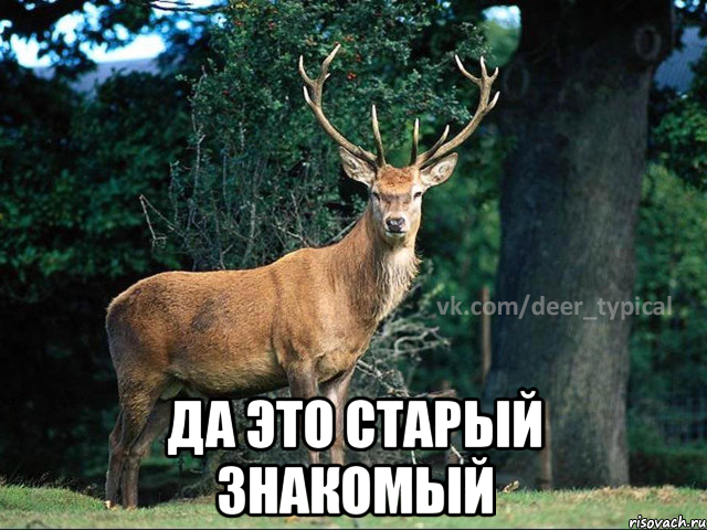  да это старый знакомый, Мем Паблик Типичный олень