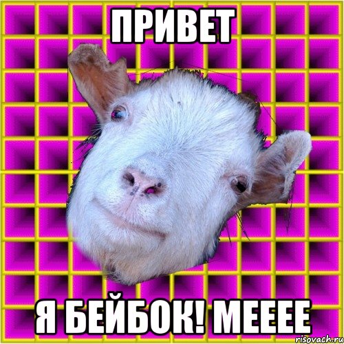 привет я бейбок! мееее, Мем типичная коза