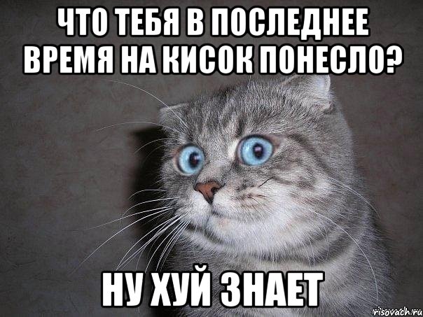 Что тебя в последнее время на кисок понесло? Ну хуй знает, Мем  удивлённый кот