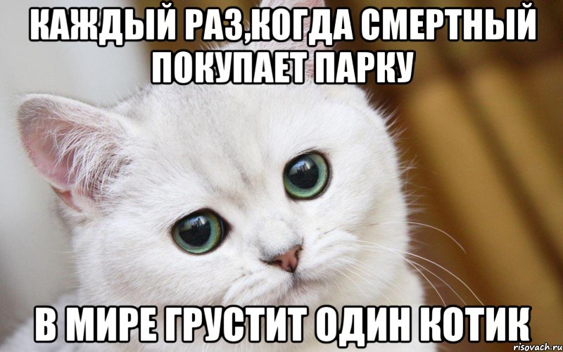 КАЖДЫЙ РАЗ,КОГДА СМЕРТНЫЙ ПОКУПАЕТ ПАРКУ В МИРЕ ГРУСТИТ ОДИН КОТИК, Мем  В мире грустит один котик