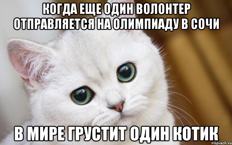 когда еще один волонтер отправляется на олимпиаду в сочи в мире грустит один котик