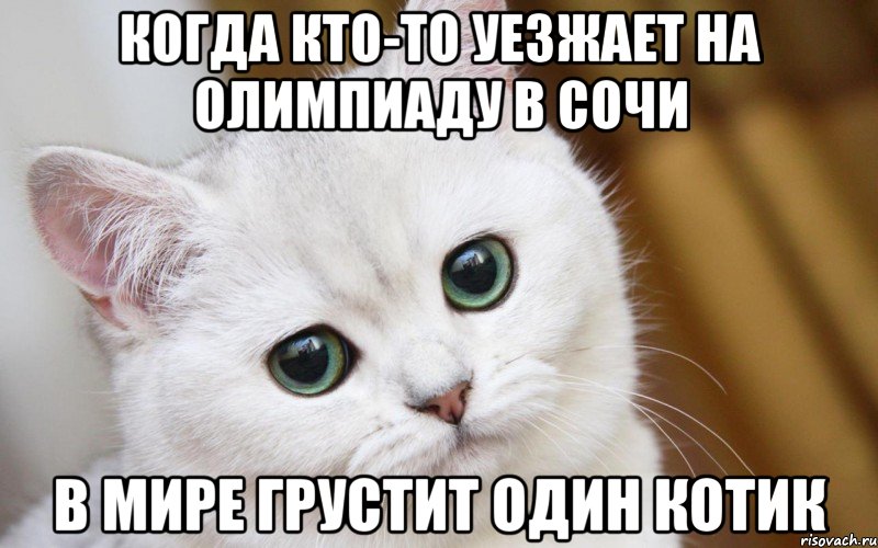 когда кто-то уезжает на олимпиаду в сочи в мире грустит один котик, Мем  В мире грустит один котик