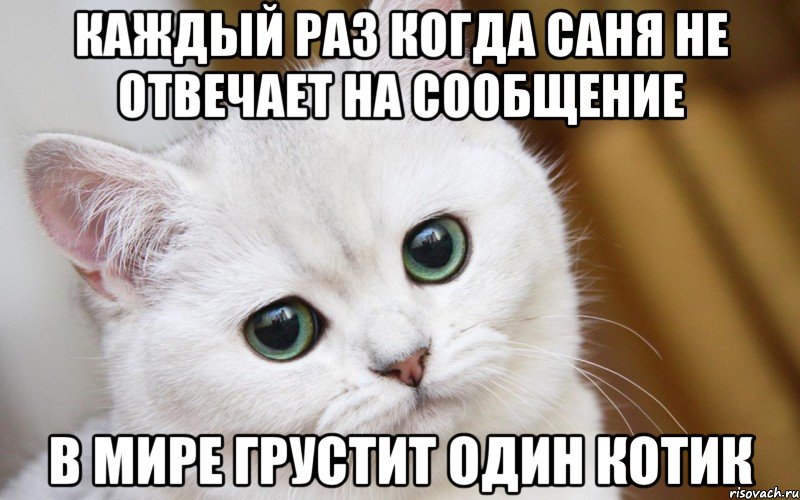 Каждый раз когда Саня не отвечает на сообщение в мире грустит один котик, Мем  В мире грустит один котик