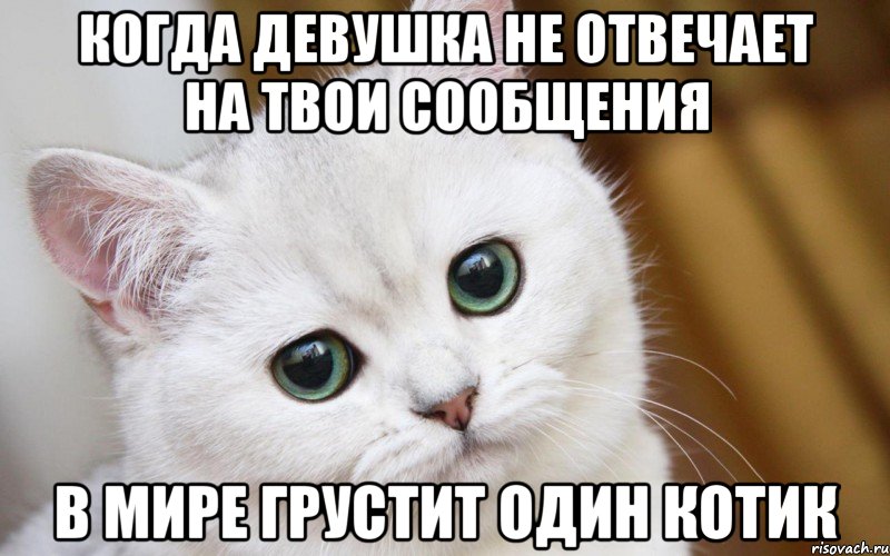 Когда девушка не отвечает на твои сообщения В мире грустит один котик, Мем  В мире грустит один котик