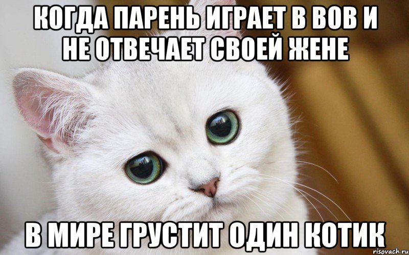 Когда парень играет в ВоВ и не отвечает своей жене В мире грустит один котик, Мем  В мире грустит один котик