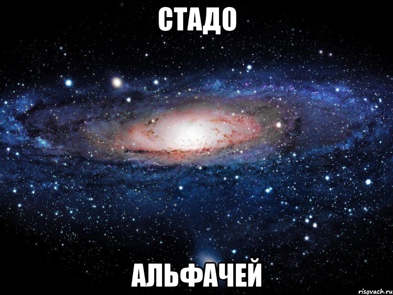 СТАДО АЛЬФАЧЕЙ, Мем Вселенная