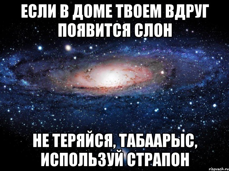 Если в доме твоем вдруг появится слон Не теряйся, табаарыс, используй страпон, Мем Вселенная