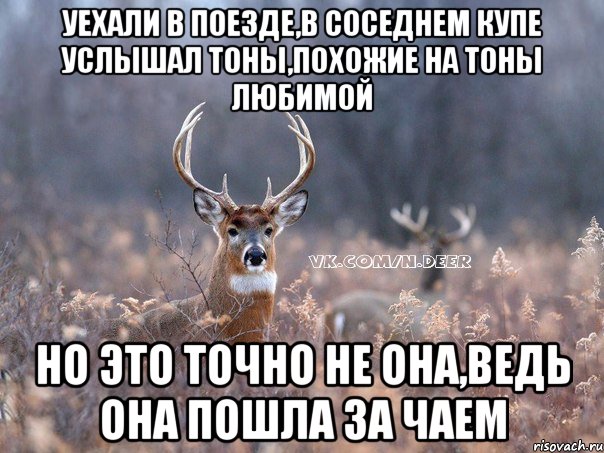 уехали в поезде,в соседнем купе услышал тоны,похожие на тоны любимой но это точно не она,ведь она пошла за чаем, Мем   Наивный олень