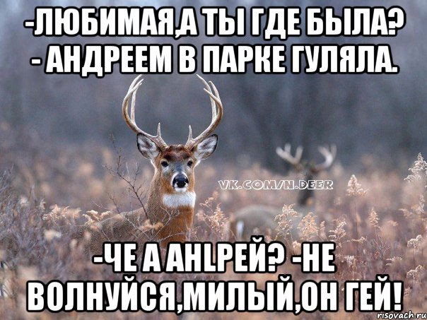 -Любимая,а ты где была? - Андреем в парке гуляла. -че а Анlрей? -не волнуйся,милый,он гей!, Мем   Наивный олень