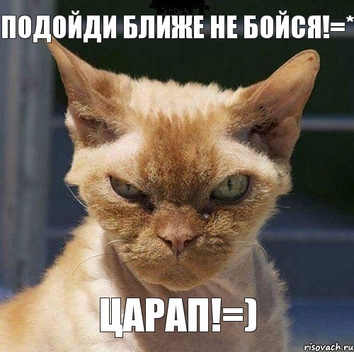 подойди ближе не бойся!=* царап!=), Комикс  злой кот