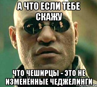 А что если тебе скажу Что чеширцы - это не изменённые чеджелинги, Мем  а что если я скажу тебе