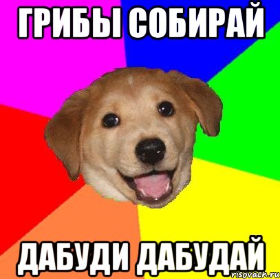 грибы собирай дабуди дабудай, Мем Advice Dog