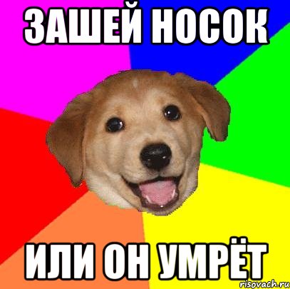 зашей носок или он умрёт, Мем Advice Dog