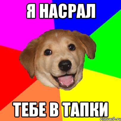 Я насрал Тебе в тапки, Мем Advice Dog