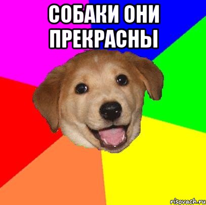 собаки они прекрасны , Мем Advice Dog