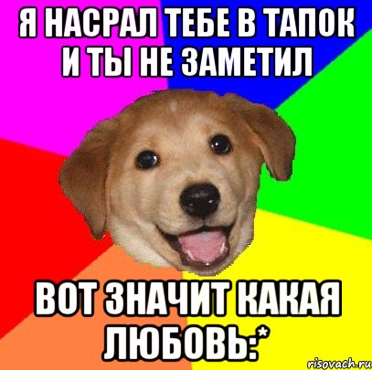 я насрал тебе в тапок и ты не заметил вот значит какая любовь:*, Мем Advice Dog