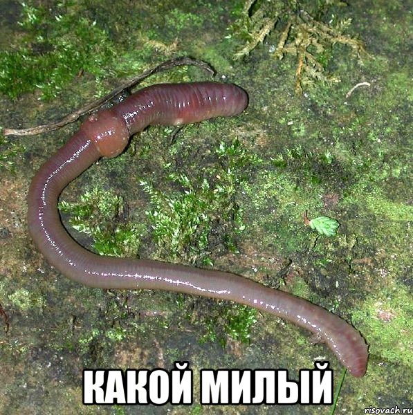  Какой милый