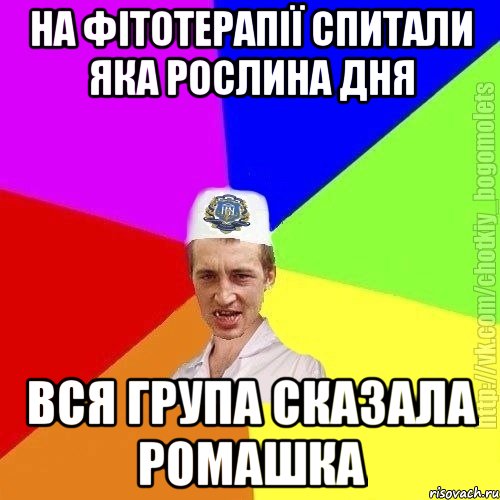 На фітотерапії спитали яка рослина дня вся група сказала ромашка