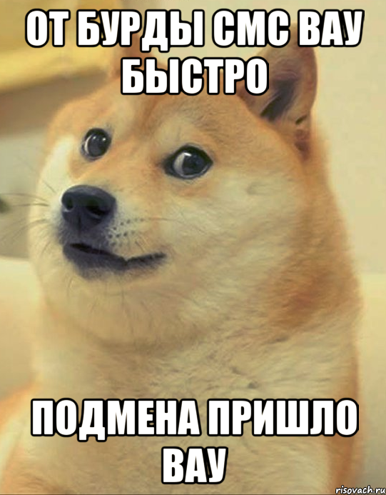 от бурды смс вау быстро подмена пришло вау, Мем doge woof