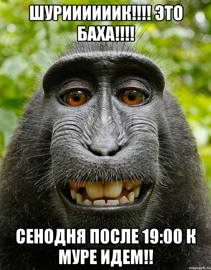 Шуриииииик!!!! Это Баха!!!! Сенодня после 19:00 к Муре идем!!, Мем  Довольная обезьяна