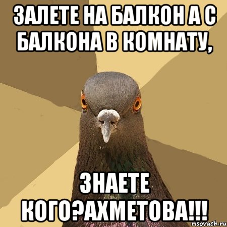 Залете на балкон а с балкона в комнату, Знаете кого?АХМЕТОВА!!!, Мем голубь