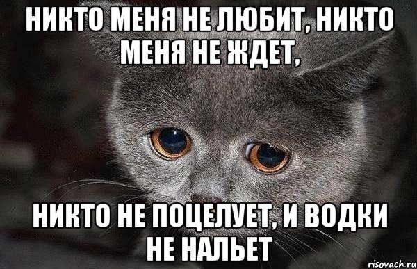 никто меня не любит, никто меня не ждет, никто не поцелует, и водки не нальет, Мем  Грустный кот