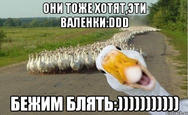 они тоже хотят,эти валенки:DDD бежим блять:))))))))))), Мем гуси