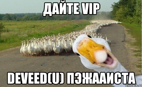 Дайте VIP deveed(u) Пэжааиста, Мем гуси