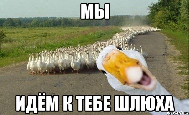 Мы Идём к тебе шлюха, Мем гуси