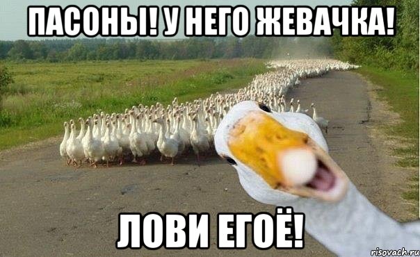 Пасоны! у него жевачка! Лови егоЁ!, Мем гуси