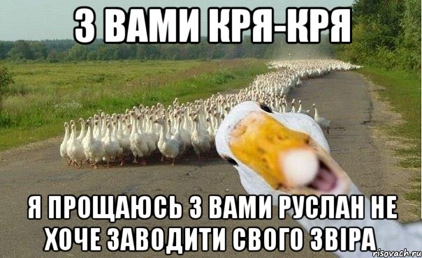 з вами кря-кря я прощаюсь з вами Руслан не хоче заводити свого звіра, Мем гуси