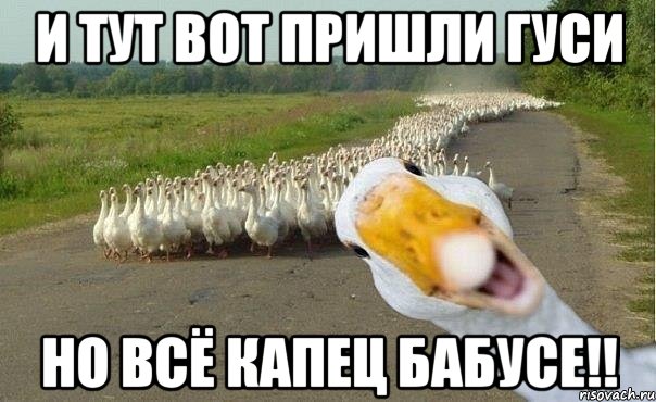 и тут вот пришли гуси но всё капец бабусе!!, Мем гуси