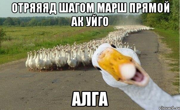 Отряяяд шагом марш прямой ак уйго Алга, Мем гуси