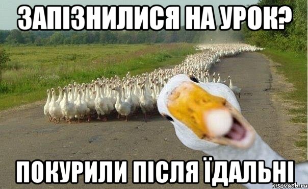 запізнилися на урок? покурили після їдальні, Мем гуси